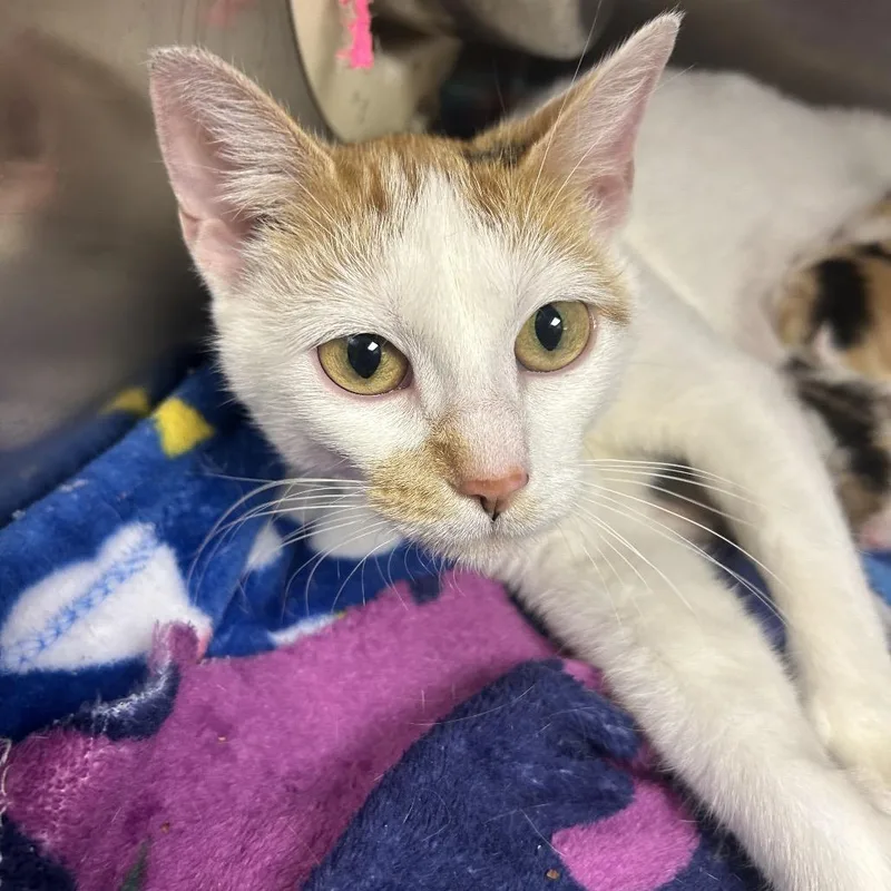 An adult medium-sized female White Domestic Short Hair cat named Laura for adoption in Fort Smith, AR