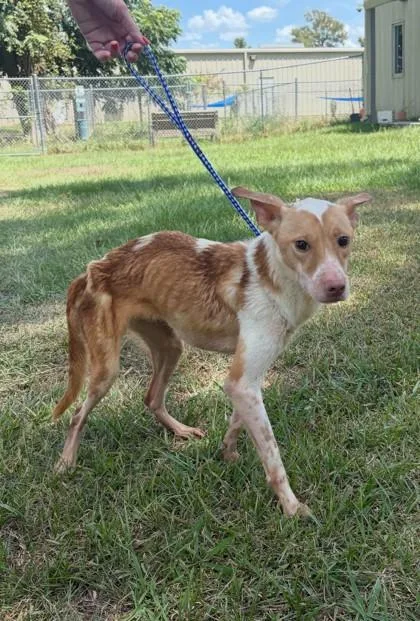 An adult medium-sized female Pharaoh Hound dog named Cleopatra for adoption in Port Allen, LA