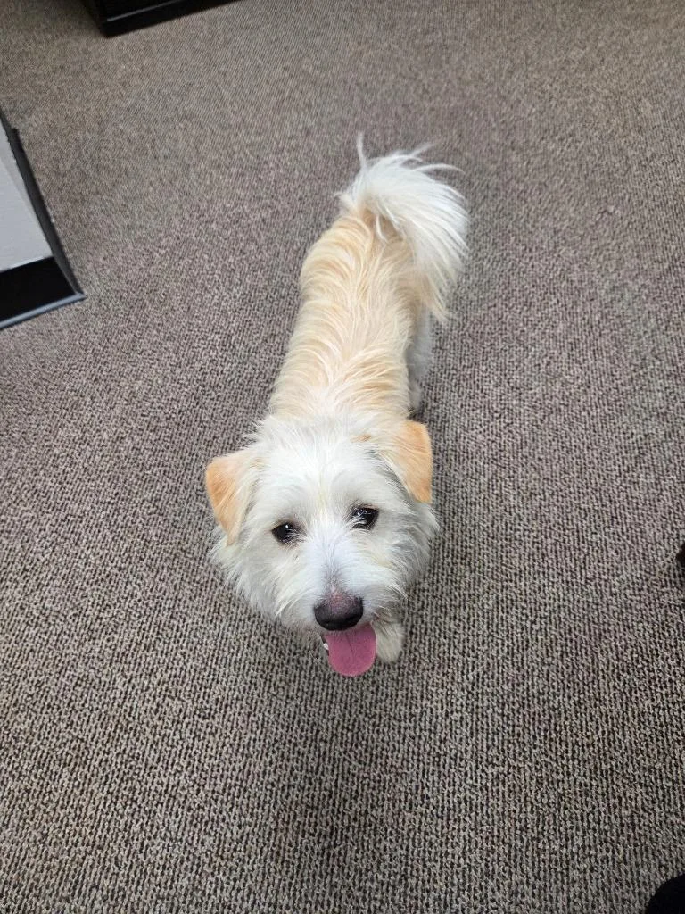 An adult medium-sized male Schnauzer dog named Teddy for adoption in Mustang, OK