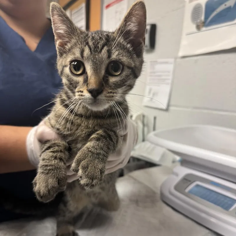 An adult extra large-sized male Brown / Chocolate Domestic Short Hair cat named Paco for adoption in Birdsboro, PA