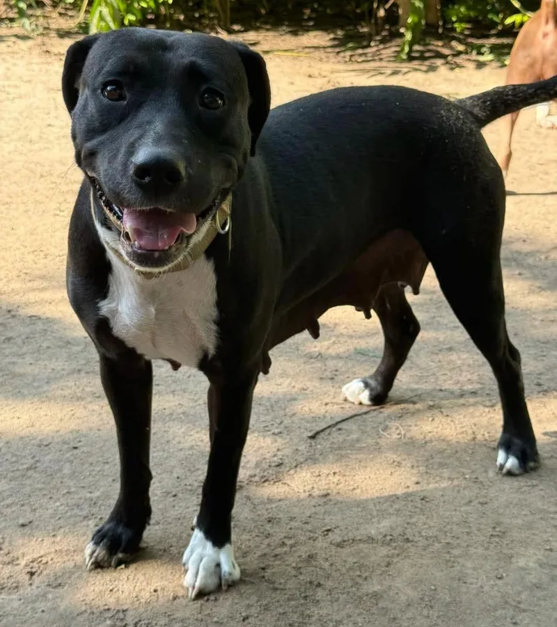 A young large-sized female Black American Staffordshire Terrier dog named Jury for adoption in Grand Island, NE