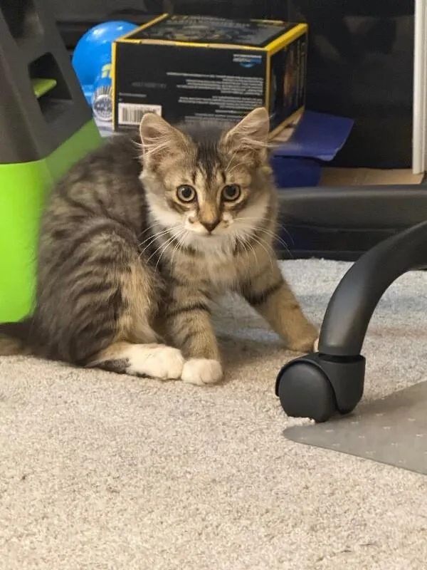 A baby medium-sized male Tabby (Brown / Chocolate) Domestic Medium Hair cat named Marv for adoption in Colmar, PA