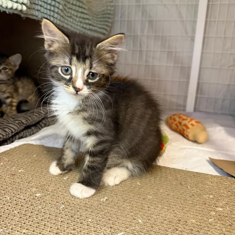A baby small-sized male Gray / Blue / Silver Domestic Medium Hair cat named Puddle for adoption in Middle Village, NY