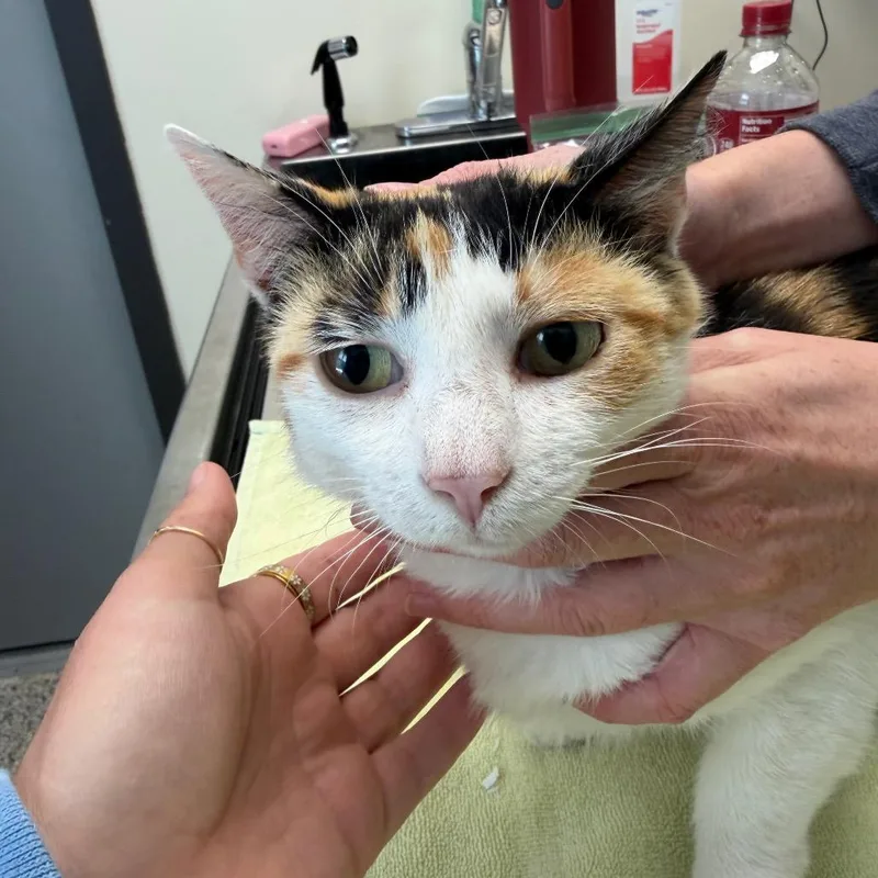 A young small-sized female Calico Domestic Short Hair cat named Taco for adoption in Red House, WV