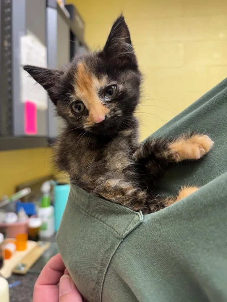 A baby small-sized female Domestic Short Hair cat named Twix for adoption in Crossville, TN