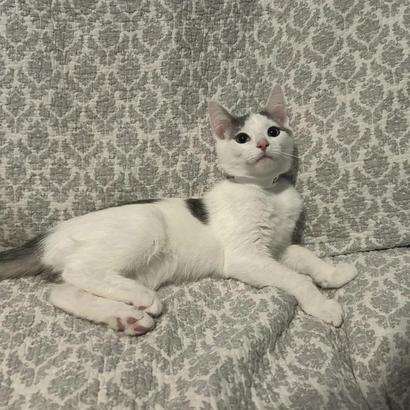 A baby small-sized male White Domestic Short Hair cat named Ricky for adoption in Harrisonburg, VA
