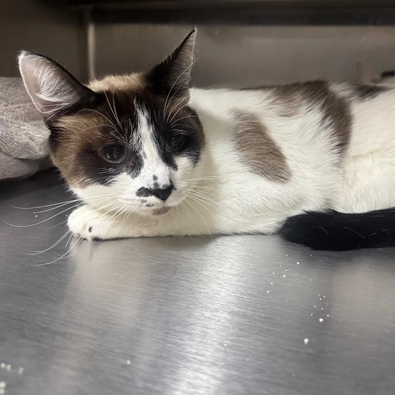 An adult large-sized male Cream / Ivory Domestic Short Hair cat named Kiefer for adoption in Middleburg, FL