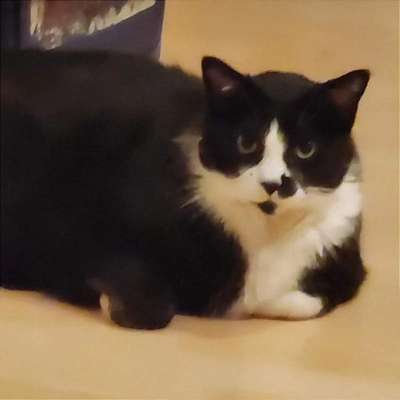 Oreo