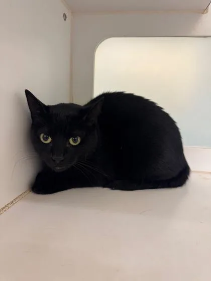 An adult small-sized female Domestic Short Hair cat named Yomi for adoption in Vero Beach, FL