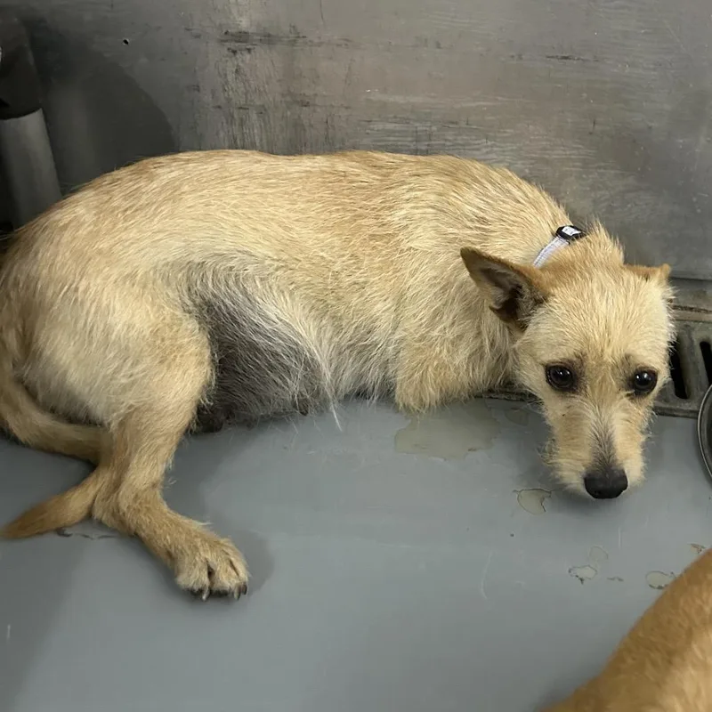 An adult small-sized female Yellow / Tan / Blond / Fawn Terrier dog named Ivy for adoption in Point Richmond, CA