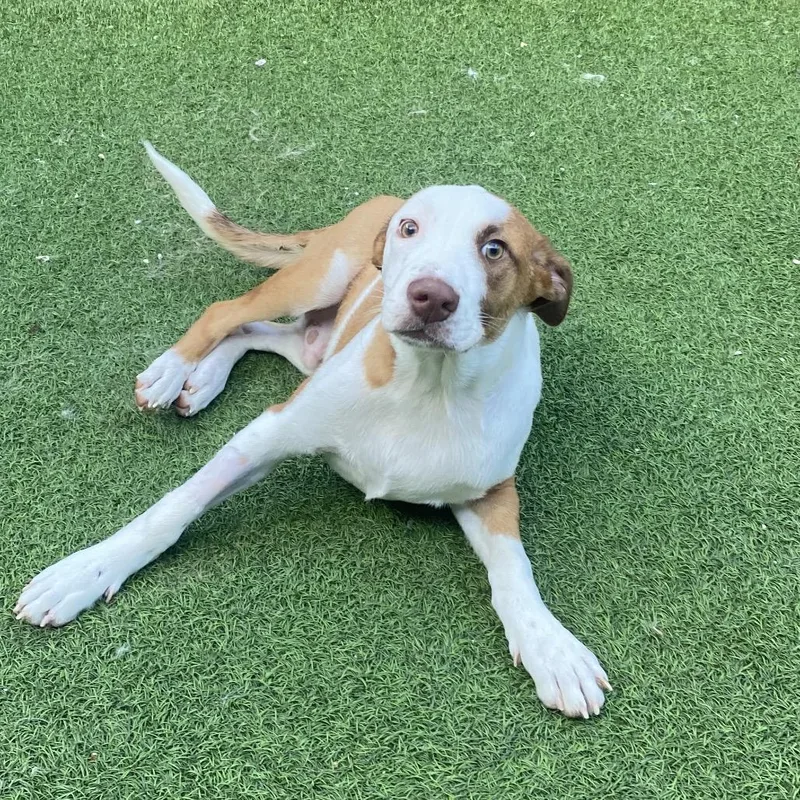 A young medium-sized male White / Cream Mixed Breed dog named Gus for adoption in LOXAHATCHEE, FL