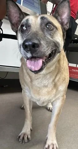 An adult large-sized female German Shepherd Dog dog named Charlotte for adoption in San Bernardino, CA