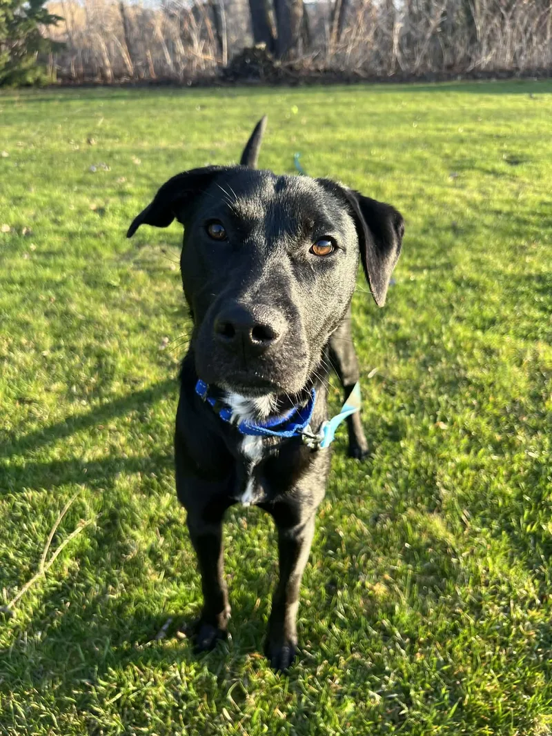 An adult medium-sized male Black Labrador Retriever dog named Radar for adoption in Sheboygan, WI