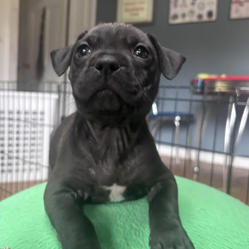 A baby medium-sized male Black Labrador Retriever dog named Porky Little Rascals for adoption in Andover, MA