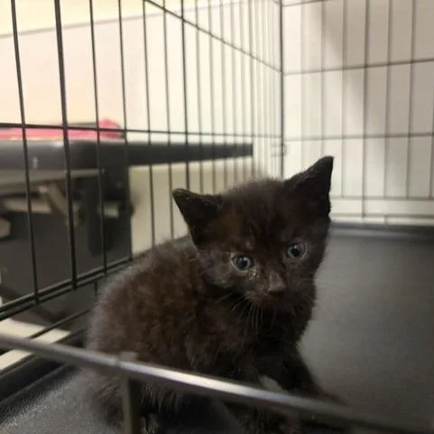 A baby small-sized male Black Domestic Short Hair cat named Scrabble for adoption in Novelty, OH