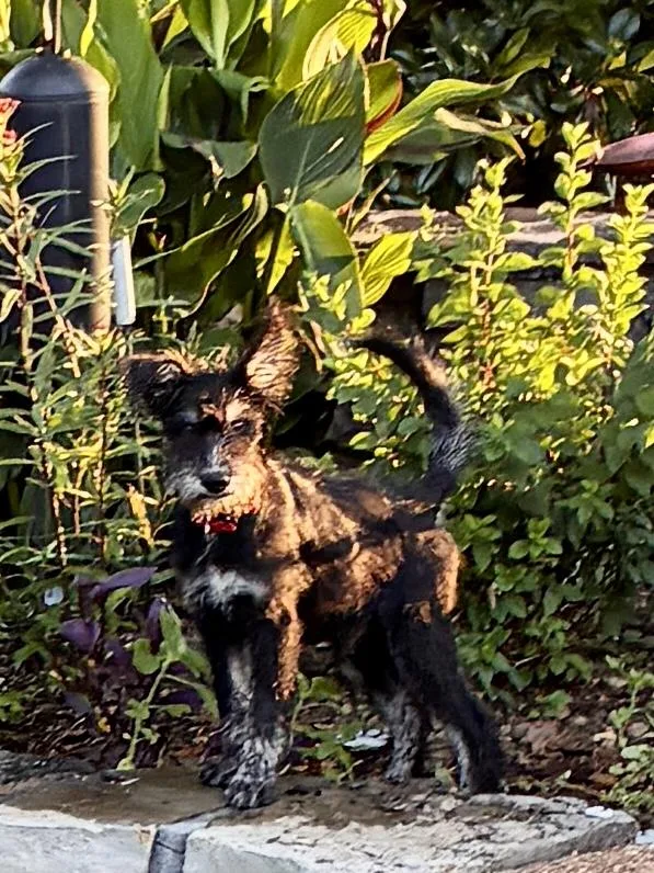A baby medium-sized male Black Schnoodle dog named Winslow for adoption in Cordova, TN