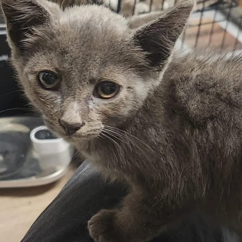A baby small-sized male Gray / Blue / Silver Russian Blue cat named Bramley for adoption in Montclair, NJ