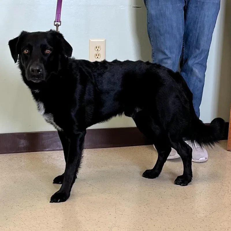 An adult medium-sized male Black Cattle Dog dog named Gunner for adoption in Amery, WI