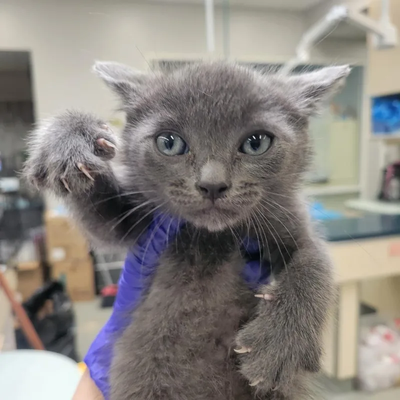 A baby small-sized female Gray / Blue / Silver Domestic Short Hair cat named Edin for adoption in Westminster, CA