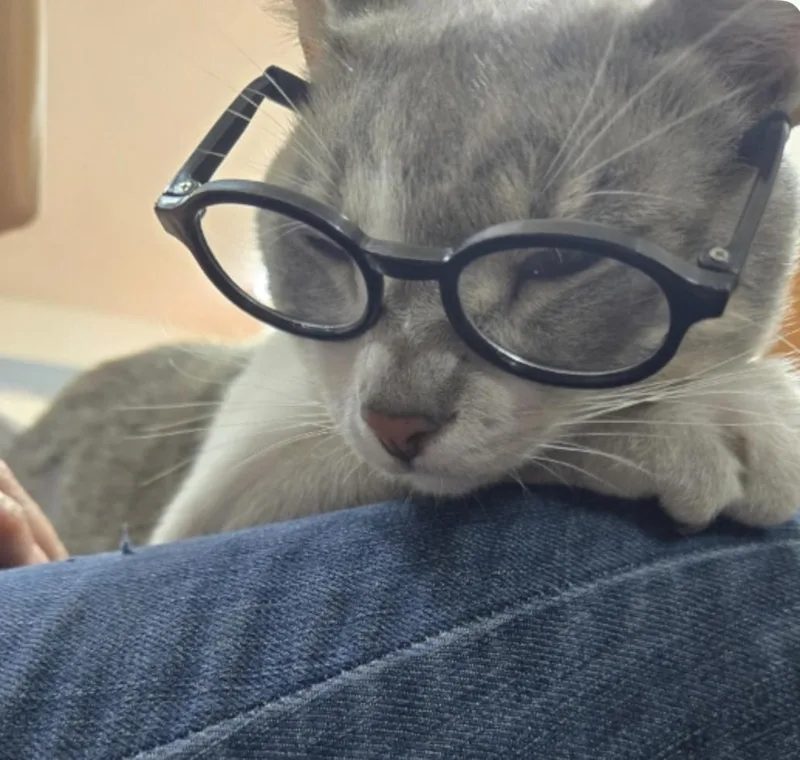 An adult medium-sized male Gray & White Domestic Short Hair cat named Ash for adoption in Spring Branch, TX
