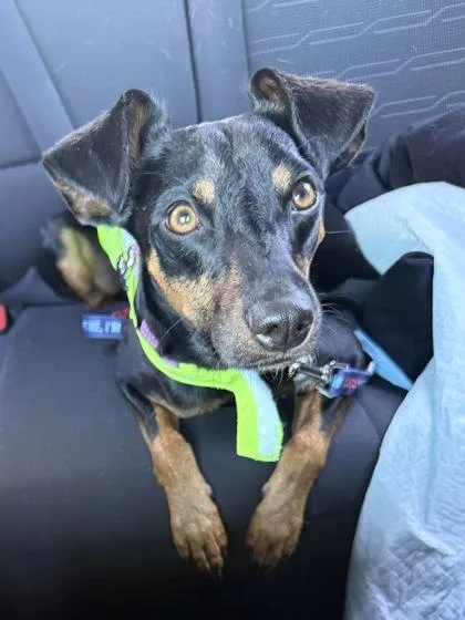 An adult small-sized male Miniature Pinscher dog named Bunk Bed for adoption in Madison, NJ