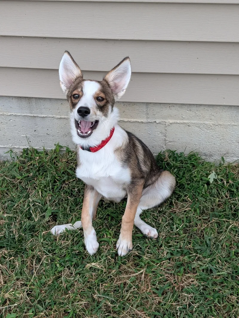 A young medium-sized female Mixed Breed dog named Jolene for adoption in Decatur, IL