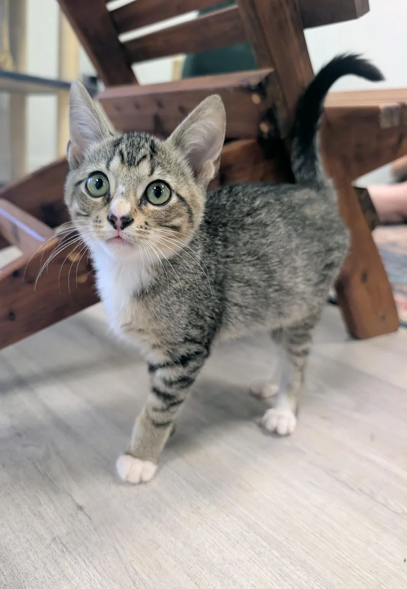 A baby medium-sized male Tabby (Brown / Chocolate) Domestic Short Hair cat named Asher for adoption in Palm Harbor, FL