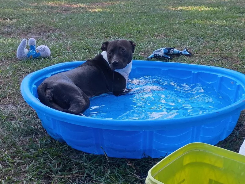 An adult medium-sized female Mixed Breed dog named Fiona for adoption in Palm Harbor, FL
