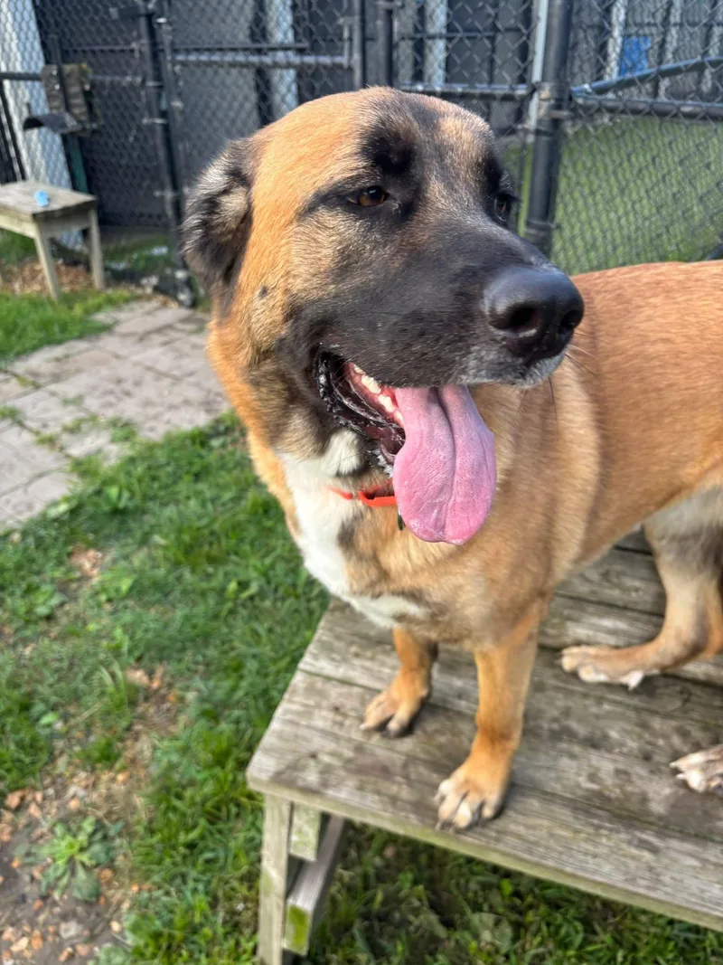 A young large-sized female Brown / Chocolate German Shepherd Dog dog named Coco for adoption in Whitestown, IN