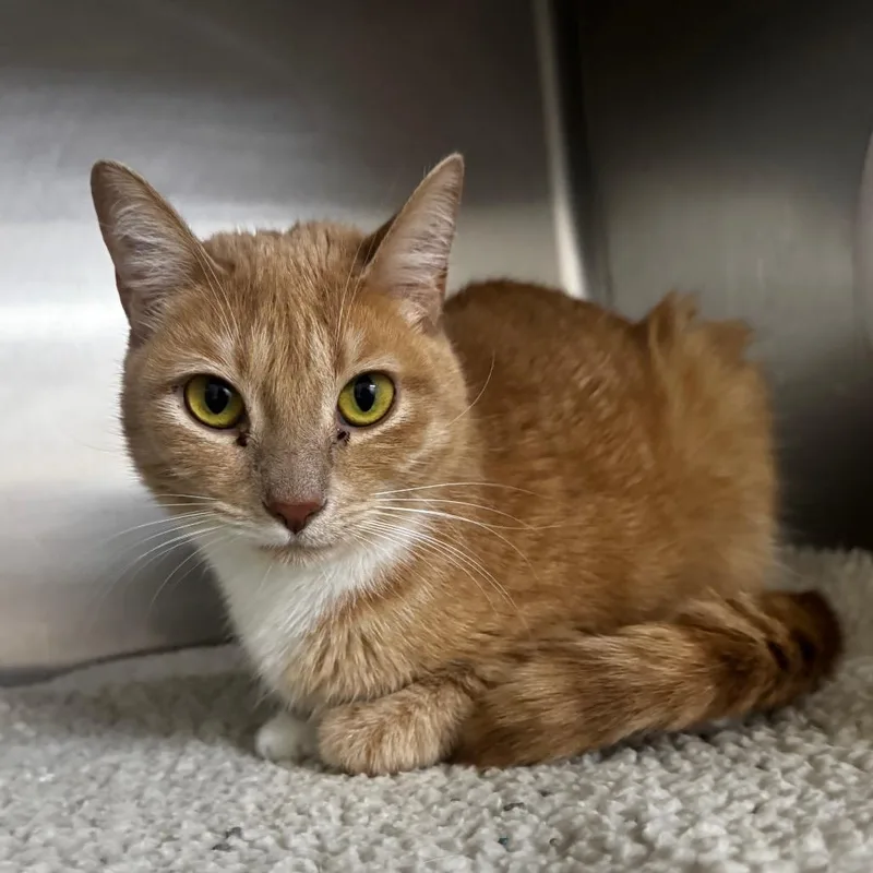 An adult medium-sized female Buff / Tan / Fawn Domestic Short Hair cat named Jane for adoption in Middleburg, FL