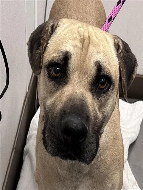 An adult medium-sized male Labrador Retriever dog named Desoto for adoption in Tucson, AZ