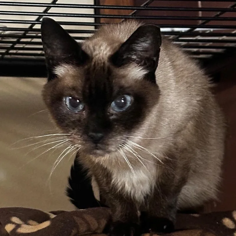 A senior small-sized female Siamese cat named Haven for adoption in Monticello, IL