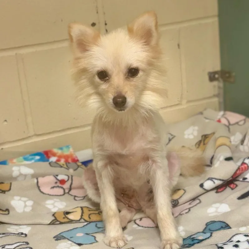 An adult small-sized female Pomeranian dog named Sarah for adoption in Columbia, IL