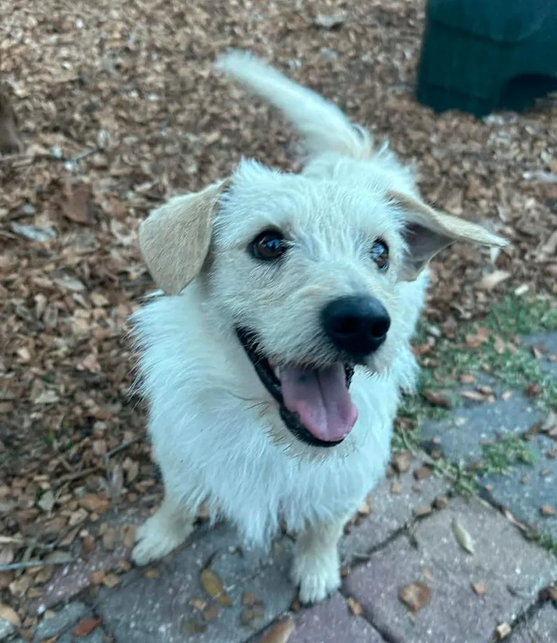 An adult medium-sized male Terrier dog named Oscar for adoption in Osteen, FL