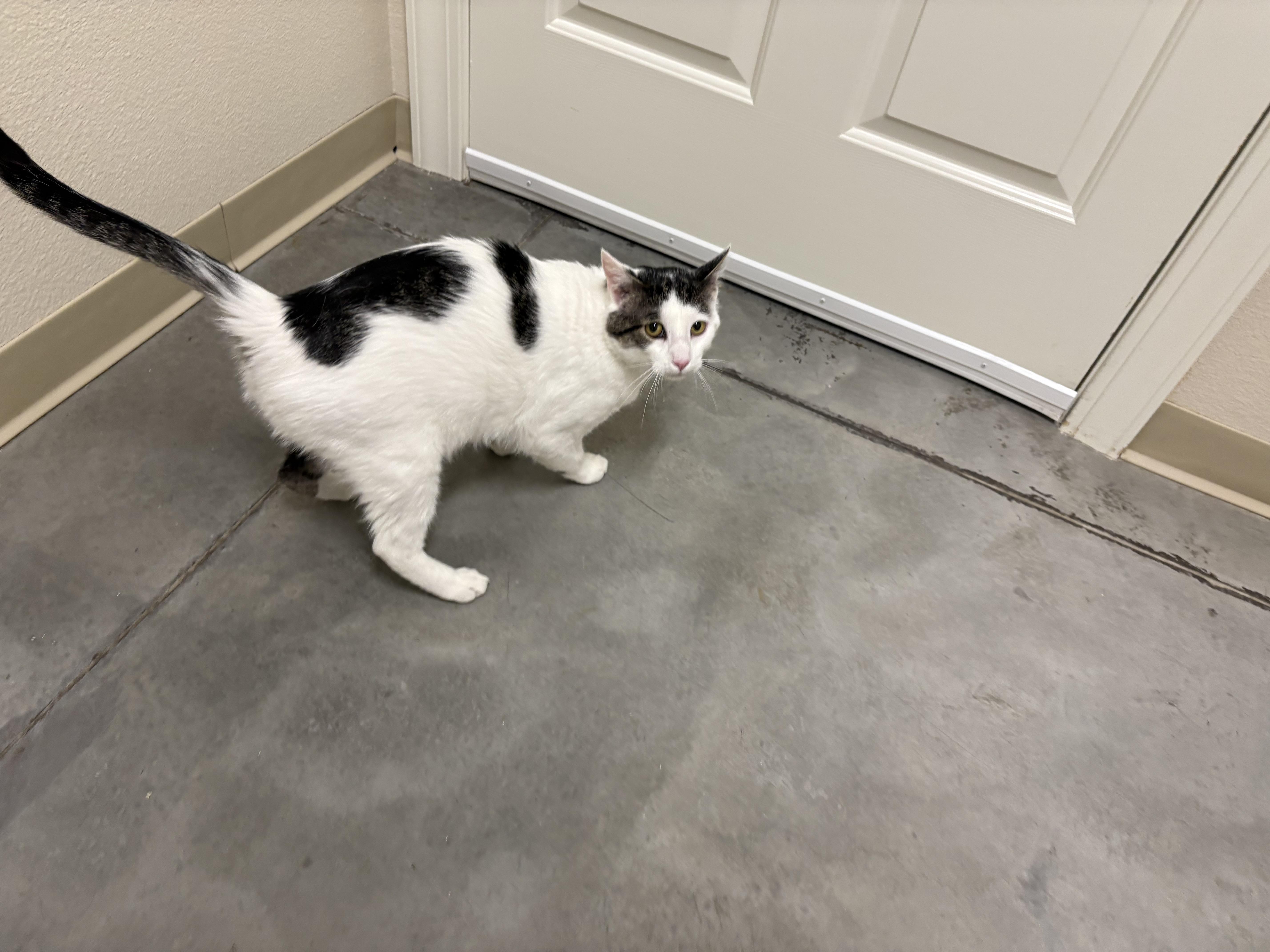An adult medium-sized male White Domestic Short Hair cat named Lee for adoption in Boise, ID