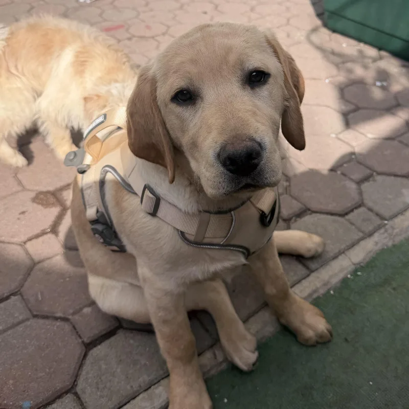 A baby large-sized female Yellow / Tan / Blond / Fawn Labrador Retriever dog named Carla for adoption in Newark, NJ
