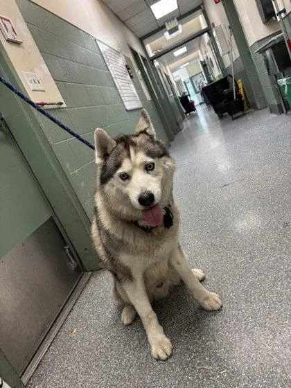 A senior large-sized male Husky dog named Shawn for adoption in Oakland, CA