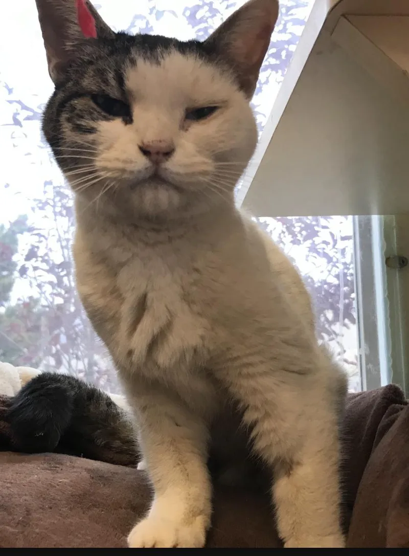 A senior small-sized female White Domestic Short Hair cat named Alley Cat for adoption in Buena Vista, CO
