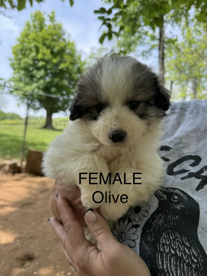 Olive