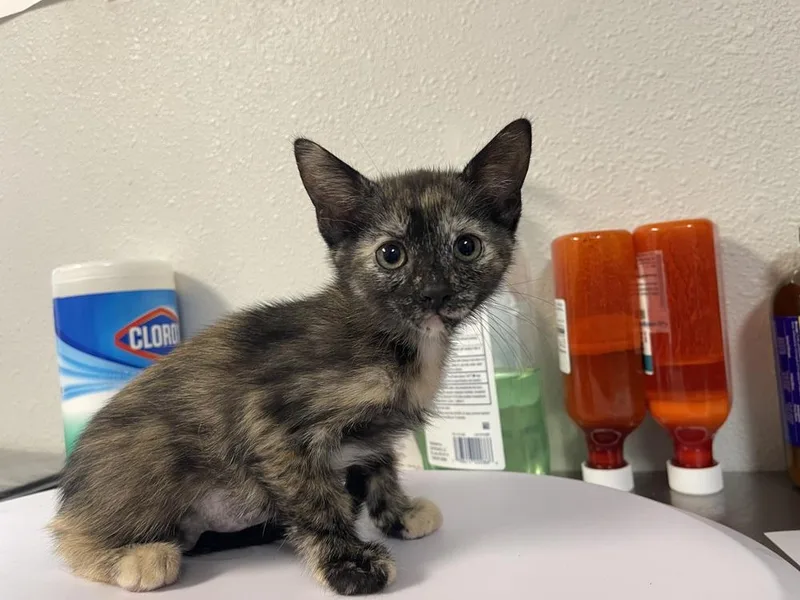 A baby medium-sized female Tortoiseshell Domestic Short Hair cat named Lasagna for adoption in Bolivar, MO