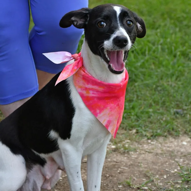 A young medium-sized female Black Terrier dog named Shivers for adoption in Beaumont, TX