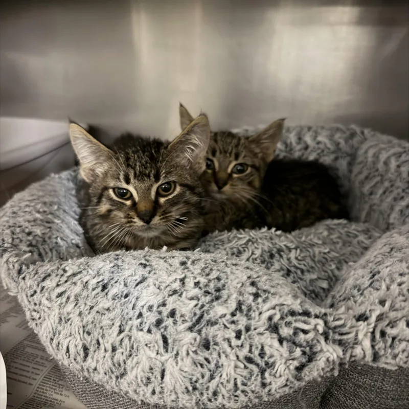 A young medium-sized male Domestic Short Hair cat named Acorn & Chestnut for adoption in West Haven, CT