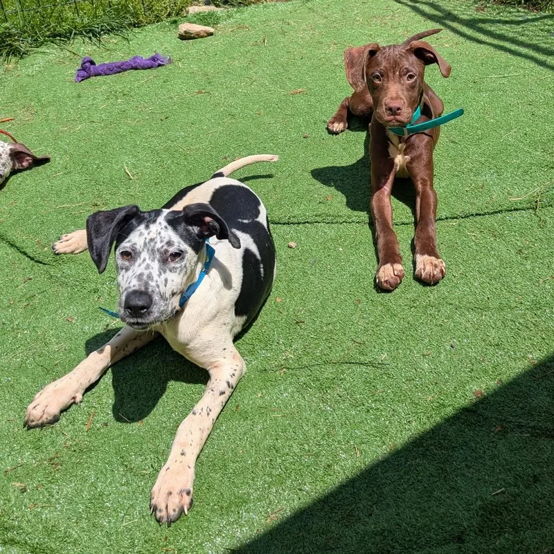 A baby medium-sized male Black German Shorthaired Pointer dog named Dutton for adoption in Cedar Mountain, NC