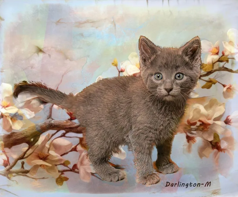 A baby medium-sized male Gray / Blue / Silver Domestic Short Hair cat named Darlington for adoption in Tomah, WI