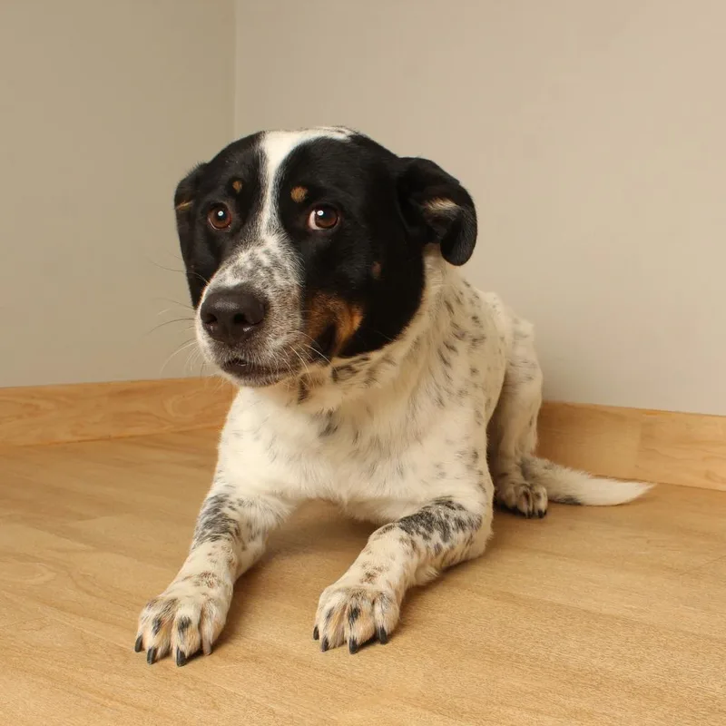 An adult large-sized male White / Cream Australian Cattle Dog / Blue Heeler dog named Mars D for adoption in Minnetonka, MN