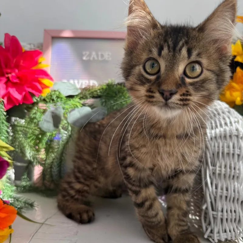 A baby small-sized male Brown / Chocolate Domestic Long Hair cat named Bracken Willow for adoption in Eaton Rapids, MI