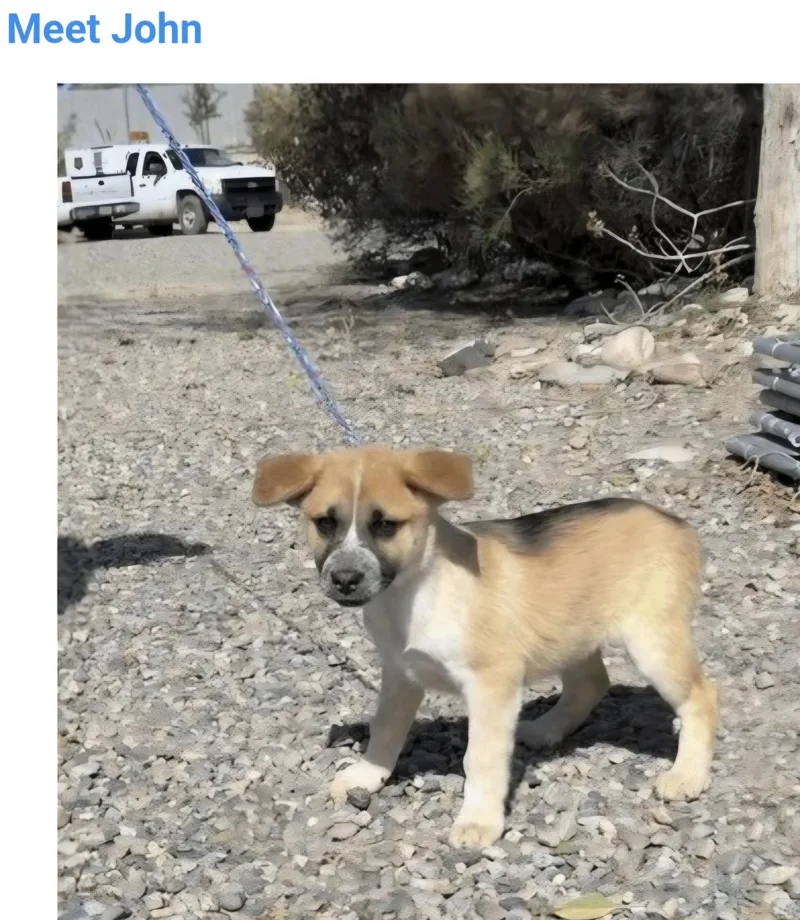 A baby medium-sized male Australian Cattle Dog / Blue Heeler named Little John for adoption in Salt Lake City, UT