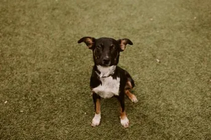 A young medium-sized male Mixed Breed dog named Swoop Fka Edison for adoption in West Chester, PA