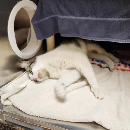 An adult medium-sized male Domestic Short Hair cat named Gabby for adoption in Westland, MI