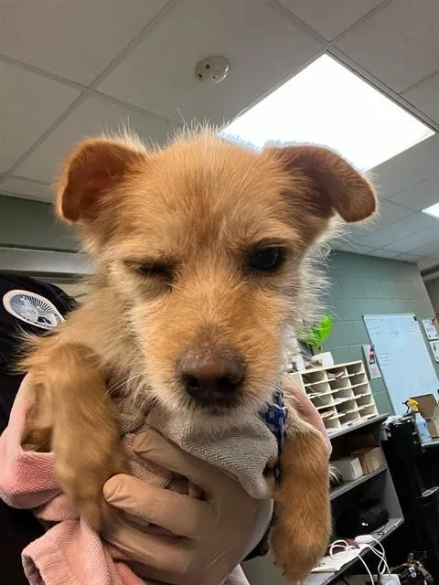 A young small-sized male Mixed Breed dog named Felix for adoption in Jacksonville, FL